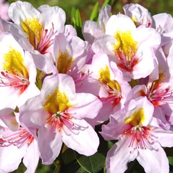 RHODODENDRON XXL ´HOSTÝN´ kont. 2L