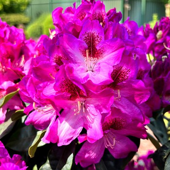 RHODODENDRON XXL ´JEŠTĚD´ kont. 2L