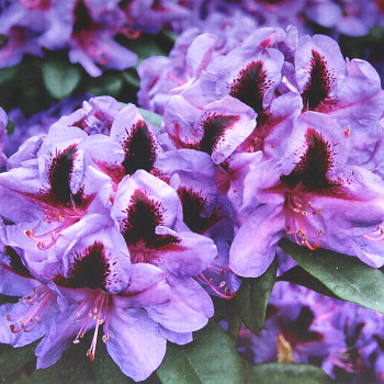 RHODODENDRON XXL ´METALLICA´ kont. 2L