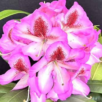 RHODODENDRON XXL ´VYŠEHRAD´ kont. 2L