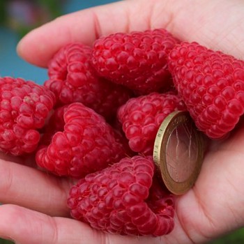 MALINÍK XL´AUTUMN BELLE´  kont. 1,3L