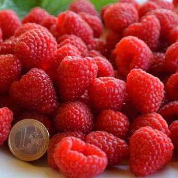 MALINÍK ´DELNIWA´ XL kont. 1,3L 