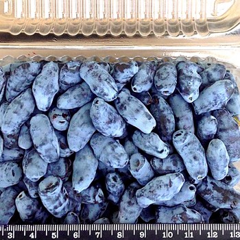 ZIMOLEZ KAMČATSKÝ ´JUGANA´ kont 1,3L