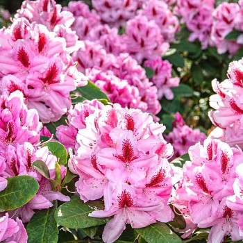 RHODODENDRON XXL ´FURNIVALL´S DAUGHTER´ kont. 2L