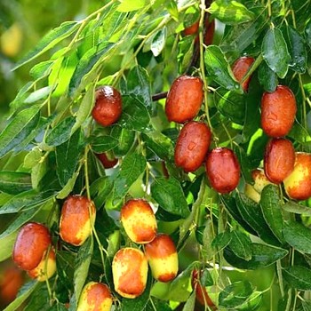 JUJUBA ´LI´ (Ziziphus jujuba) - čínské datle 1,3L