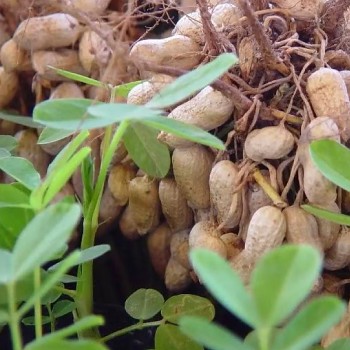 PODZEMNICE OLEJNÁ ARAŠÍD ´BARON´ kont. 2L