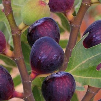 FÍKOVNÍK ´RONDE DE BORDEAUX´ kont. 2,5L