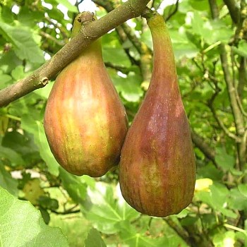 FÍKOVNÍK ´LONQUE D´AOUT´ kont. 2,5L