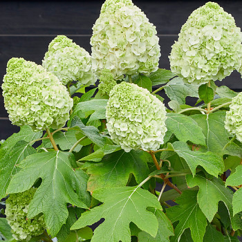 HORTENZIE DUBOLISTÁ ´TARA´ kont. 2L