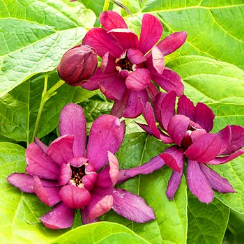 SAZANÍK RAULSTONŮV ´HARTLAGE WINE´ kont. 4L