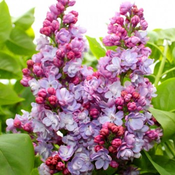 ŠEŘÍK KEŘOVÝ ´PAMIEC O WAWILOWIE´  kont. 4L 