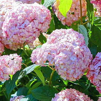 HORTENZIE STROMKOVITÁ ´CANDYBELLE BUBBLEGUM´® kont. 4L