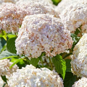 HORTENZIE STROMKOVITÁ ´CANDYBELLE MARSHMALLOW´ kont. 4L