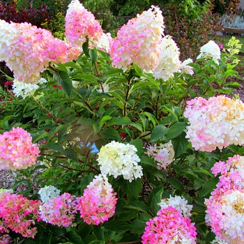 HORTENZIE ´PINK DIAMOND´ kont. 4L