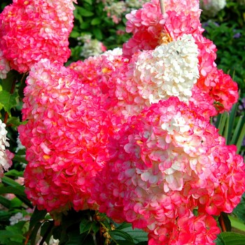 HORTENZIE´SUNDAE FRAISE®´ ZAKRSLÁ kont. 4L