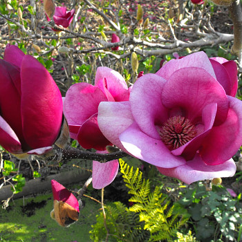 MAGNÓLIE CAMEO´ km 80  kont. 5L 