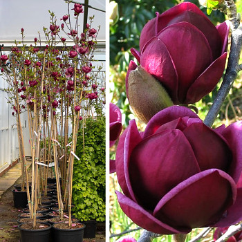 MAGNÓLIE ´GENIE´® kmínek 80cm 