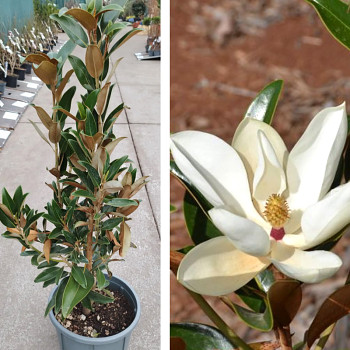 MAGNÓLIE ´ALTA´  kont. 5L 