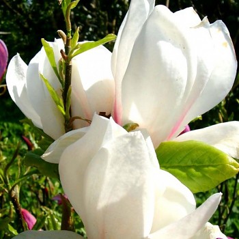 MAGNÓLIE ´ALBA SUPERBA´  v kont. 5L