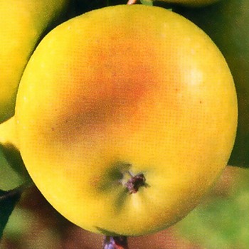 JABLOŇ BOHEMIA GOLD - Podnož M9