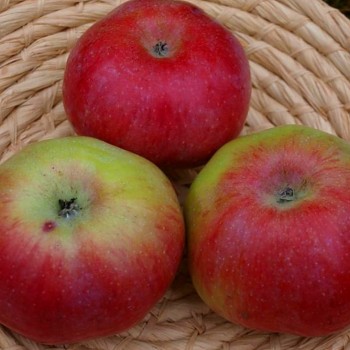 JABLOŇ ONTARIO - Podnož P60