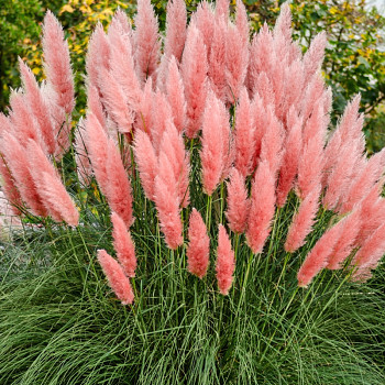 PAMPOVÁ TRÁVA ´ROSEA´ kont. 5L