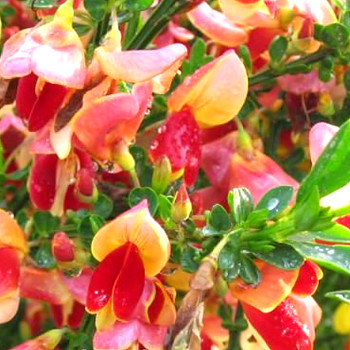 ČILIMNÍK ´GOLDFINCH´ kont. 2,5L