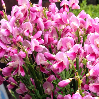 ČILIMNÍK ´MOYCLARE PINK´ kont. 2,5L