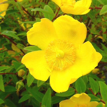 TŘEZALKA ´HIDCOTE´ kont. 1,4L 