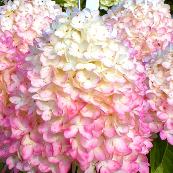 HORTENZIE ´MAGICAL SUMMER´® kont. 1,4L