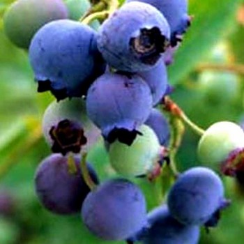 /PĚTILETÁ/ KANADSKÁ BORŮVKA ´BLUECROP´ kont. 7,5L