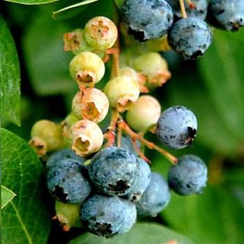 / PĚTILETÁ / KANADSKÁ BORŮVKA ´PATRIOT´- Poloraná, zakrslá