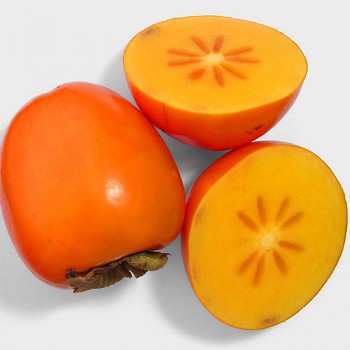 KAKI CHURMA - kmínek 120cm