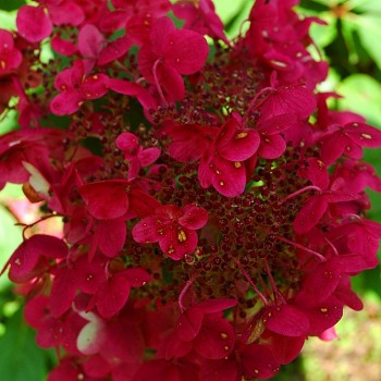 HORTENZIE ´WIM´S RED® ´ kont. 1,4L