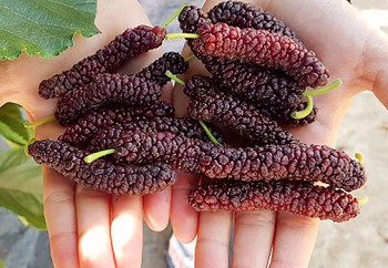 MORUŠE ČERNÁ ´MULLE´ kont. P13 - KOREJSKÁ - ZAKRSLÁ