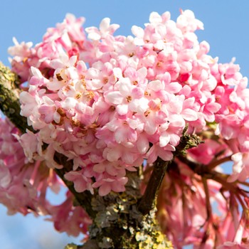 KALINA BODNANSKÁ ´CHARLES LAMONT´ kont. 2,5L