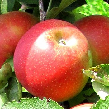 JABLOŇ SVATAVA - Podnož MM106*