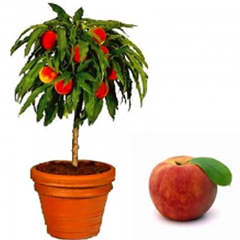 BALKONOVÁ MINI NEKTARINKA - keřová