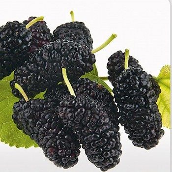 MORUŠE ´SHIN TSO´ ZAKRSLÁ keřová 