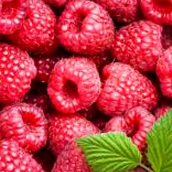 MALINÍK´FERTODI  ZAMATOSH´