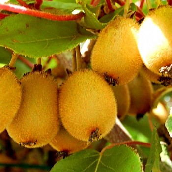 KIWI ´BOSKOOP´ - SAMOSPRAŠNÉ kont. 3L