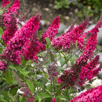 KOMULE DAVIDOVA ´PRINCE CHARMING´® kont. 2,5L