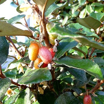 HLOŠINA EBBINGEOVA ´COMPACTA´ kont. 3L