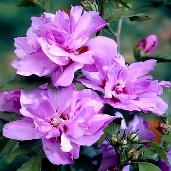 IBIŠEK SYRSKÝ  plnokvětý ´ARDENS´ kont. 2,5L