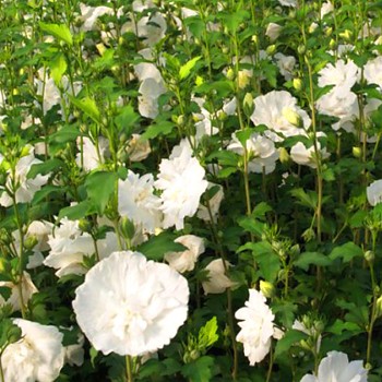 IBIŠEK SYRSKÝ ´WHITE CHIFFON´® kont. 2,5L 