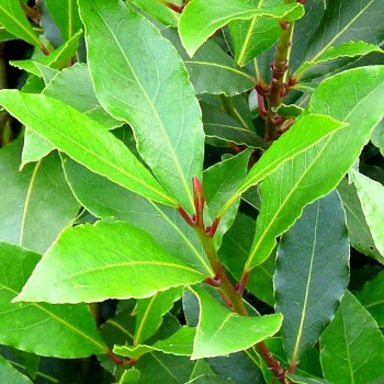 VAVŘÍN PRAVÝ - hustý keřík, kont. 1,5L