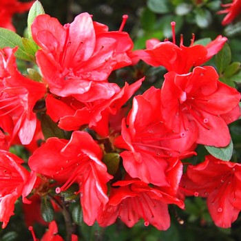 JAPONSKÁ AZALKA ´ČERTORYJE´