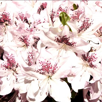 JAPONSKÁ AZALKA ´KOŠILATÁ´