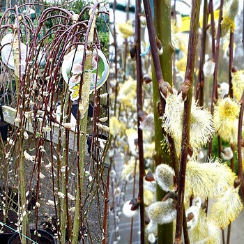 PŘEVISLÁ VRBA ´KILMARNOCK´ kmínek 120cm, kont. 5L