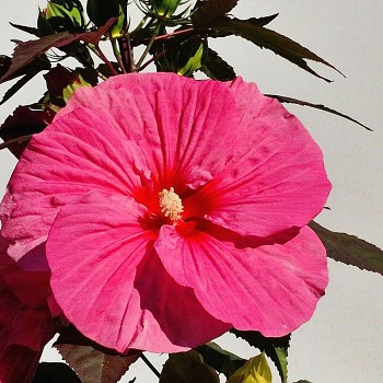 IBIŠEK BAHENNÍ ´PINK CHOCOLATE´